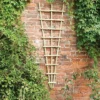 Forest - Traditional Fan Trellis 180 X 60cm - Alton Garden Centre
