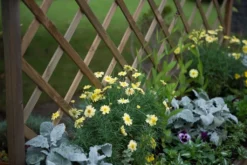 Forest - Venice Planter Includes Trellis - Alton Garden Centre 6 Forest - Venice Planter Includes Trellis - Alton Garden Centre -Garden Strimmers Shop VENPL 3 1 1024x684 1