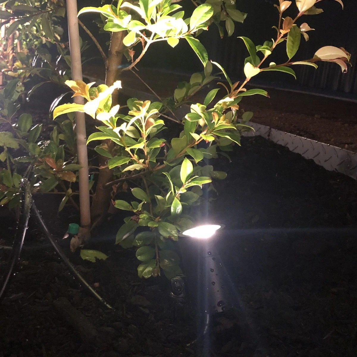 Ellumiere Black Spotlight - 3w - Large - Alton Garden Centre 1 Ellumiere Black Spotlight - 3w - Large - Alton Garden Centre